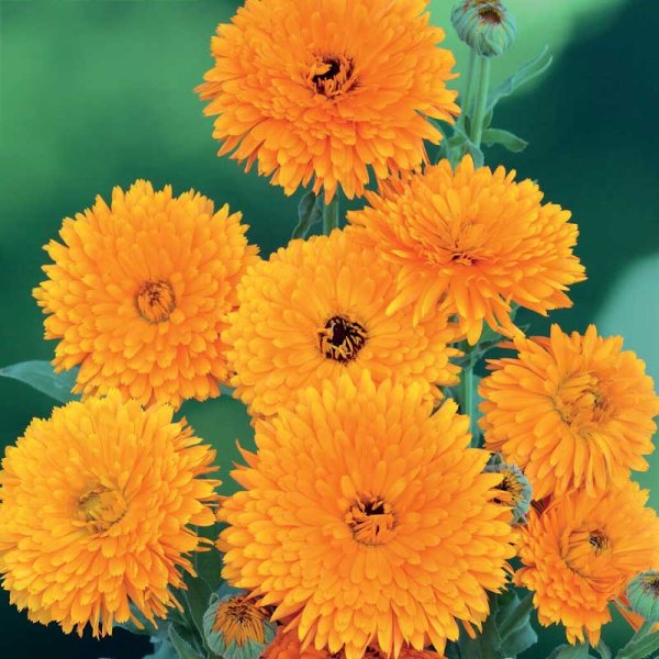 Calendula 'Pacific Beauty'