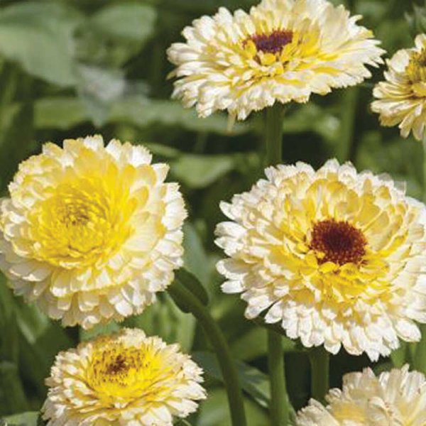 Calendula 'Ivory Princess'