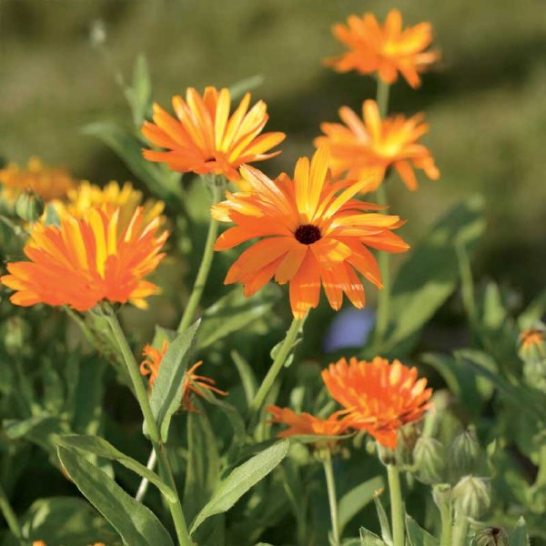 Calendula mixed colors Organic