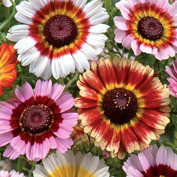 Tricolor Daisy