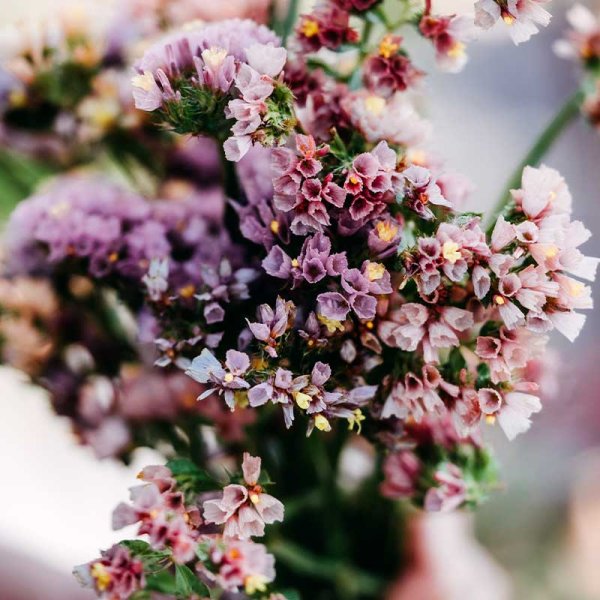 Blue Statice 'Cutie Apricot'