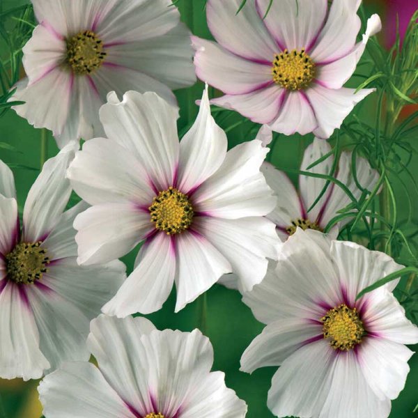 Cosmos 'Daydream'