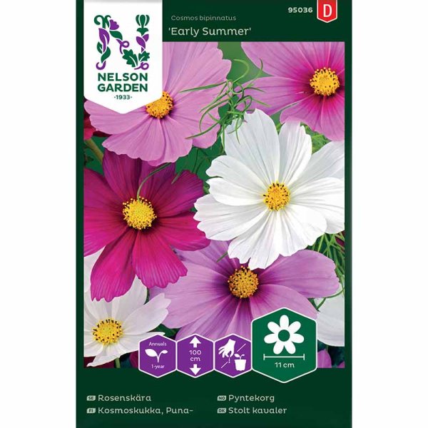 Cosmos 'Early Summer'