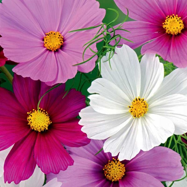 Cosmos 'Early Summer'