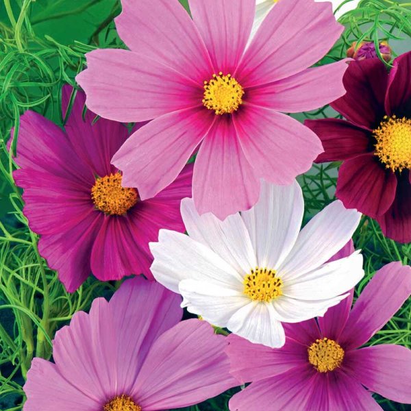 Cosmos 'Vega Mixture'