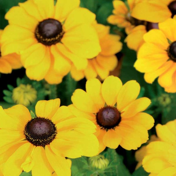 Gloriosa daisy 'Toto Gold'