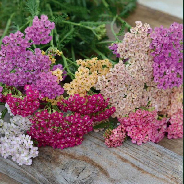 Yarrow 'Summer Pastels'