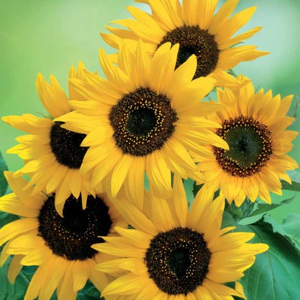 Sunflower 'Moonwalker'