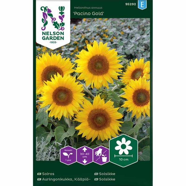 Sunflower 'Pacino Gold'