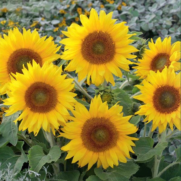 Sunflower 'Pacino Gold'
