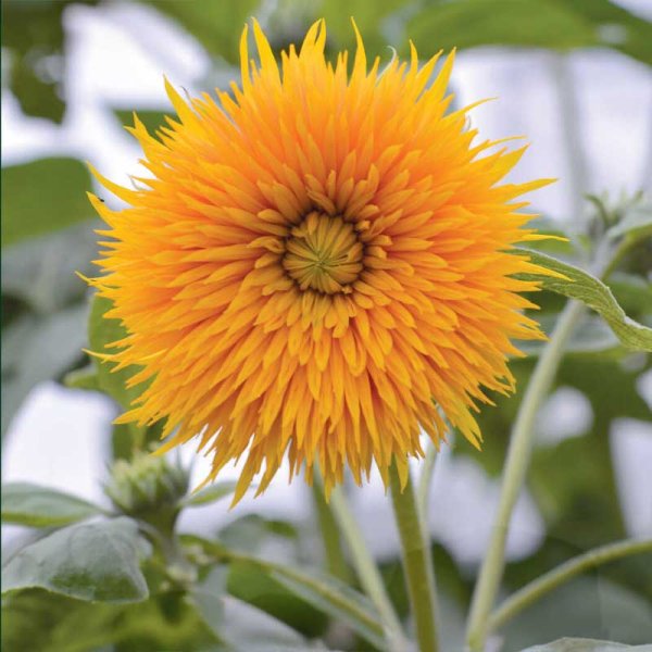 Sunflower 'Double Sunking'