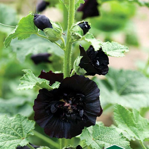Hollyhock 'The Watchman'