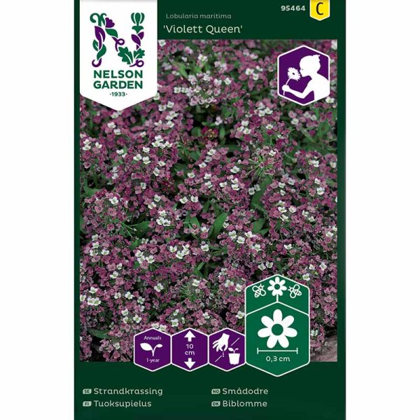 Sweet alyssum 'Violett Queen'