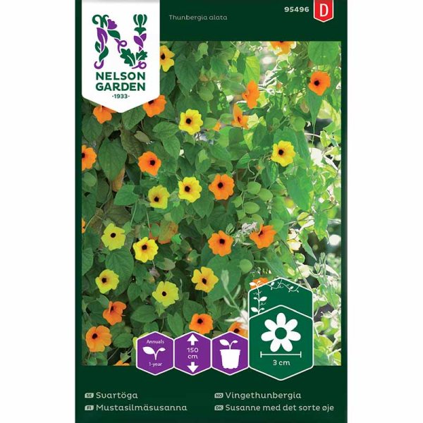 Black-eyed Susan vine