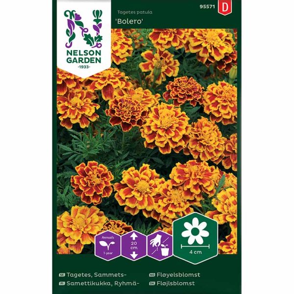 French Marigold 'Bolero'