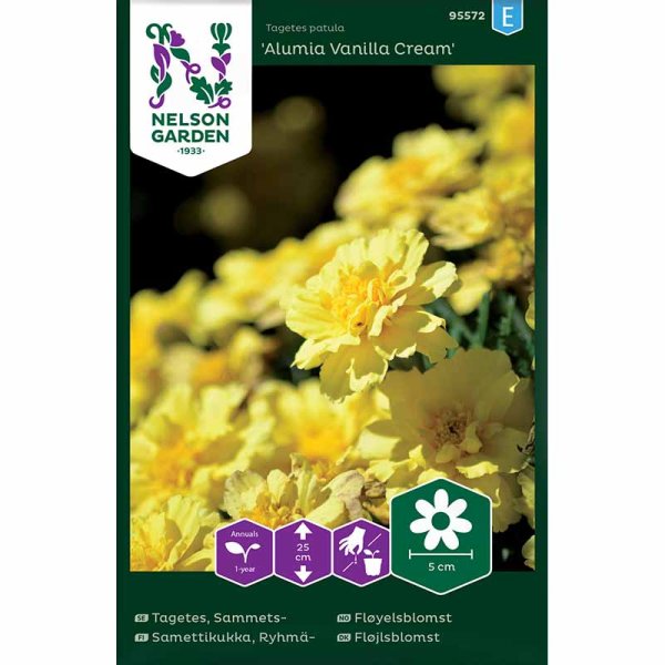 French Marigold 'Alumia Vanilla Cream'
