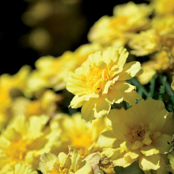 French Marigold 'Alumia Vanilla Cream'