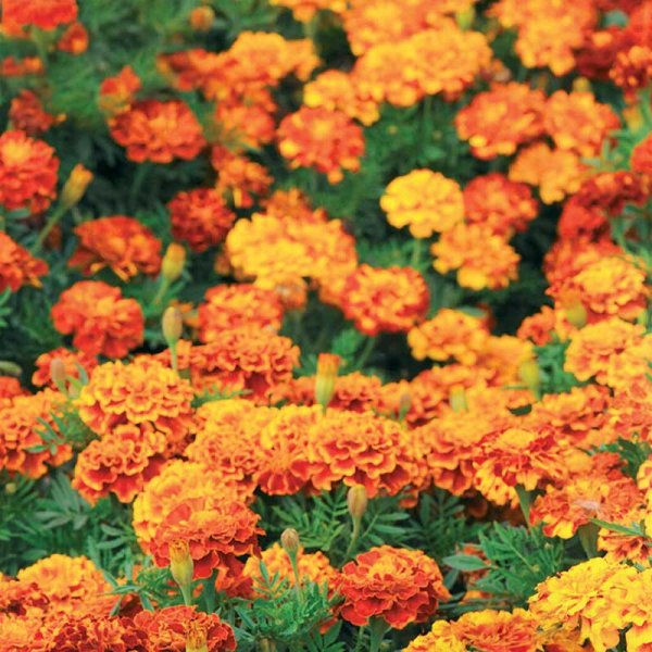 French Marigold 'Boy o Boy'