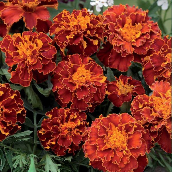French Marigold 'Panther'