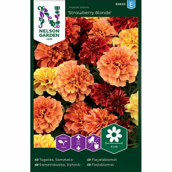 French Marigold 'Strawberry Blonde'