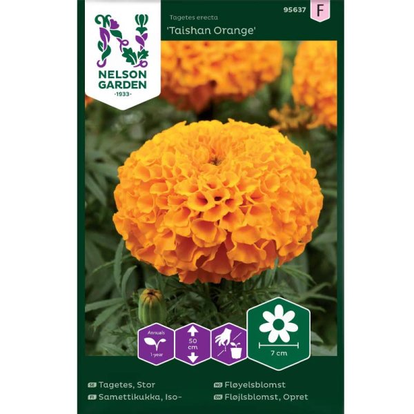 African Marigold 'Taishan orange'