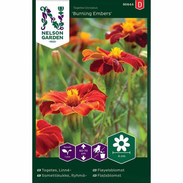 Linnaeus marigold 'Burning Embers'