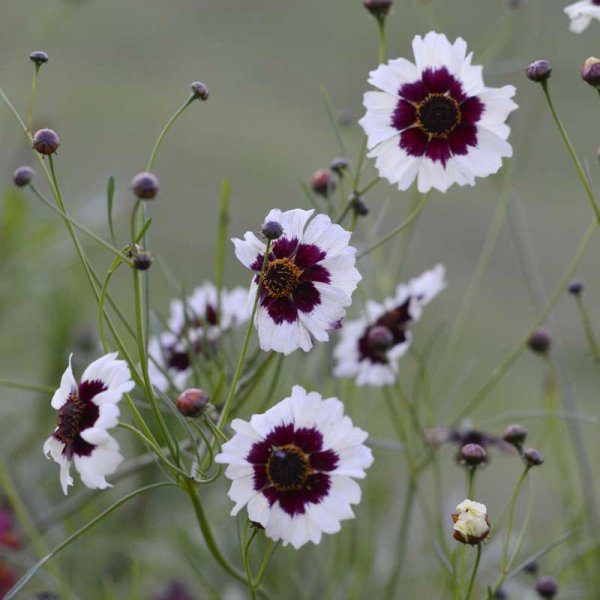 Tiger eye 'Incredible! Swirl'