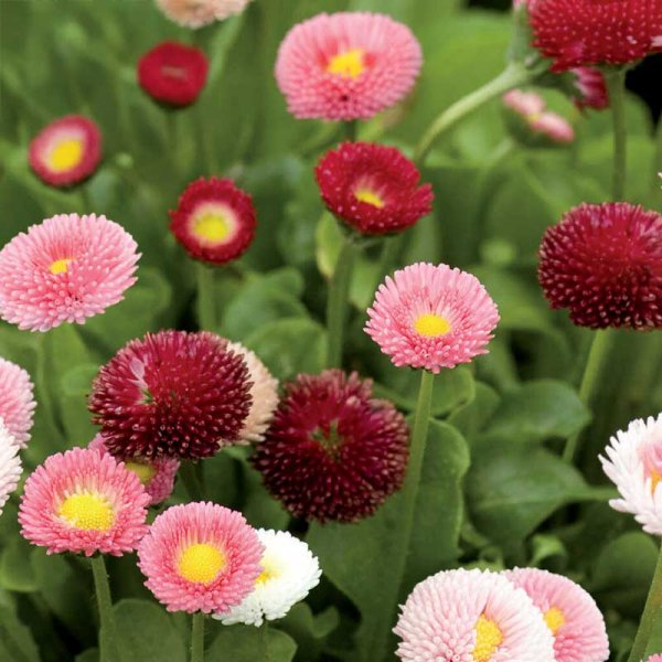 Daisy 'Pomponette'