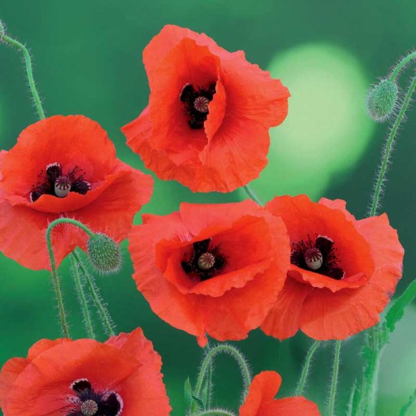 Corn Poppy