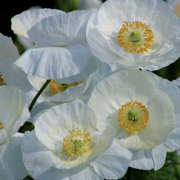 Corn Poppy 'Bridal Silk'