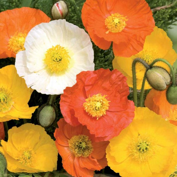 Siberian Poppy