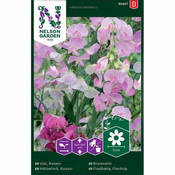 Sweet Pea Perennial