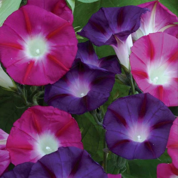 Purple Morning Glory 'Bohemian Shades'
