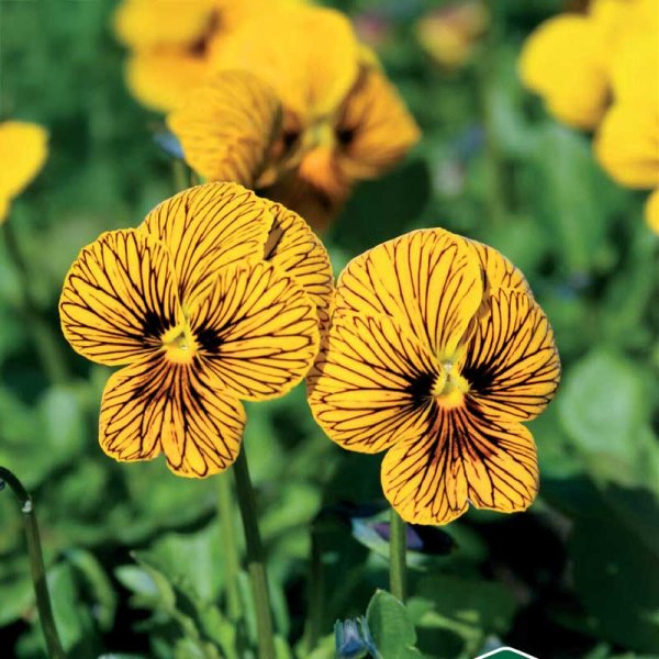 Viola 'Tiger Eye' F1