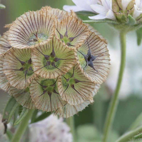 Scabiosa 'Paper Moon'