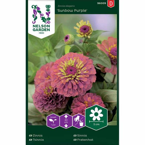 Zinnia 'Sunbow Purple'