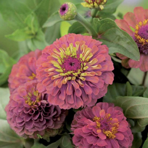 Zinnia 'Sunbow Purple'