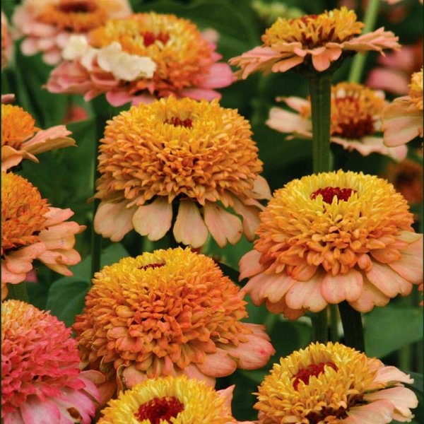 Zinnia 'Zinderella Peach'