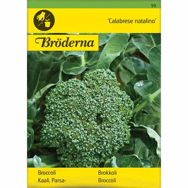 Broccoli 'Calabrese natalino'