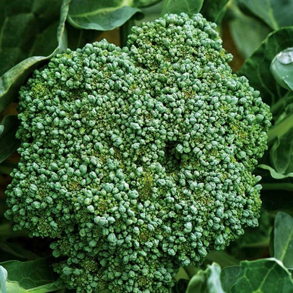 Broccoli 'Calabrese natalino'