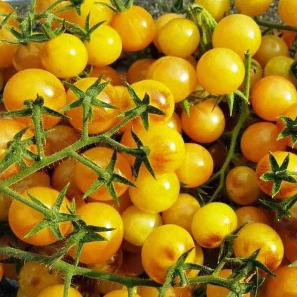 Tomato 'Amethyst Cream Cherry'