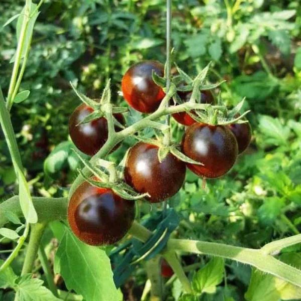 Tomato 'Black Eagle'