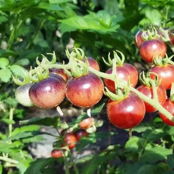 Tomato 'Glossy Rose Blue'