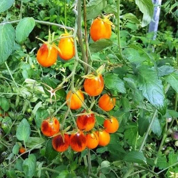 Tomato 'Indigo Kumquat'