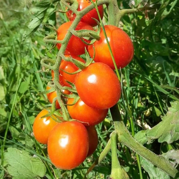 Tomato 'Rubin'