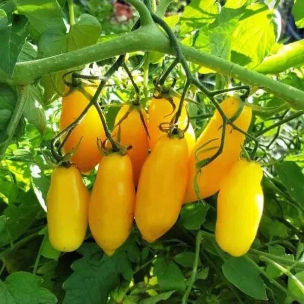 Tomato 'Tegucigalpa Yellow'