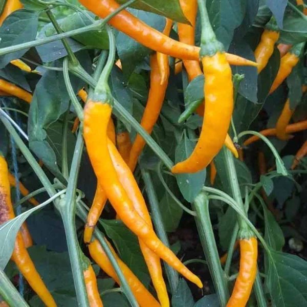Chili Pepper 'Hengdong'