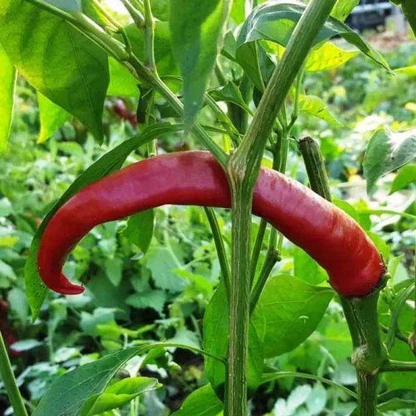 Chili Pepper 'Devils Horn'