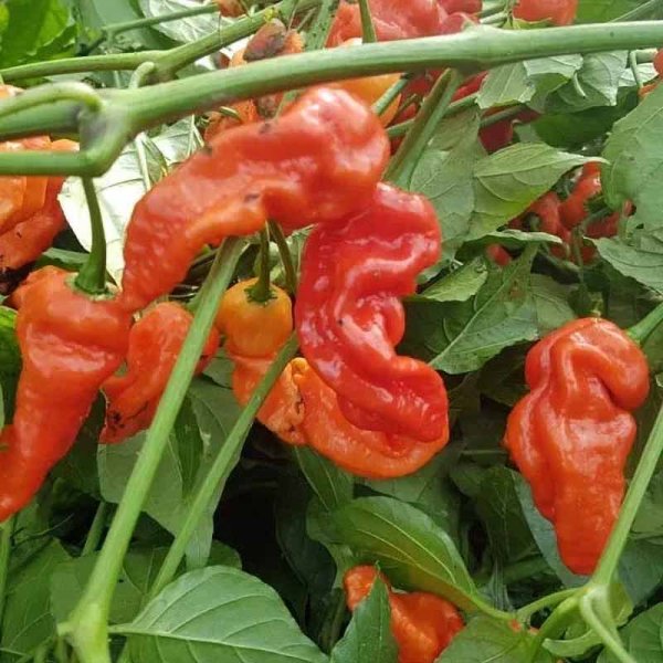 Chili Pepper '7 Pod Chaguanas Red'