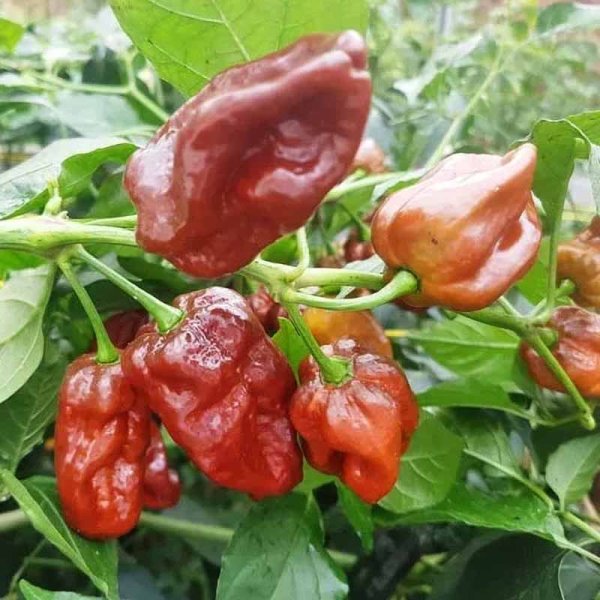 Zoom image of Chili Pepper '7 Pod Chaguanas Chocolate'